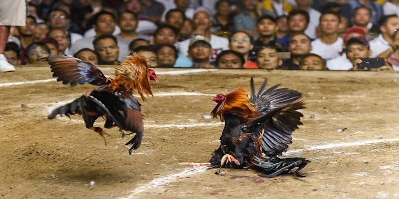 ภาพรวมของการชนไก่