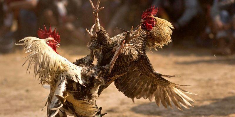 ข้อดีของการได้สัมผัสประสบการณ์การชนไก่