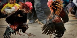 รูปแบบการเดิมพันไก่ชนยอดนิยมบนแพลตฟอร์ม