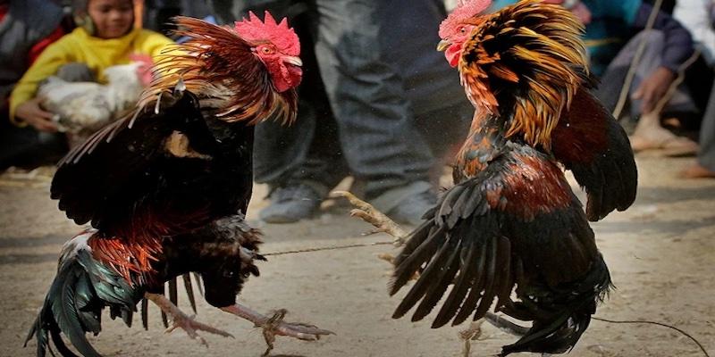รูปแบบการเดิมพันไก่ชนยอดนิยมบนแพลตฟอร์ม